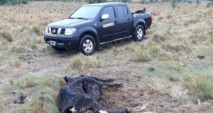 No lo dejaban entrar a San Luis y cuando lo hizo se encontró con un drama en su campo