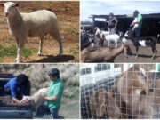 Entregaron animales reproductores mejorados genéticamente a pequeños productores del norte de San Luis