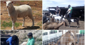 Entregaron animales reproductores mejorados genéticamente a pequeños productores del norte de San Luis