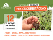Bandejas mix de cucurbitáceas, el nuevo producto que Sol Puntano pone a la venta