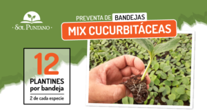 Bandejas mix de cucurbitáceas, el nuevo producto que Sol Puntano pone a la venta