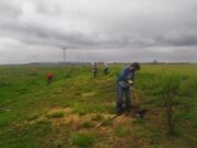 La Cuenca El Morro recibirá más de 50 mil árboles antes de fin de año