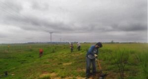 La Cuenca El Morro recibirá más de 50 mil árboles antes de fin de año