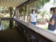 Sembrarán peces en cuerpos de agua para reducir la población de mosquitos transmisores del dengue