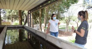 Sembrarán peces en cuerpos de agua para reducir la población de mosquitos transmisores del dengue