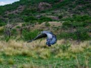 Un águila mora volvió a volar en libertad en el cielo puntano