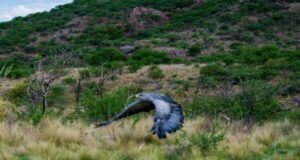 Un águila mora volvió a volar en libertad en el cielo puntano