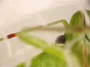 La saliva de la chinche verde, clave en el daño a la semilla de soja