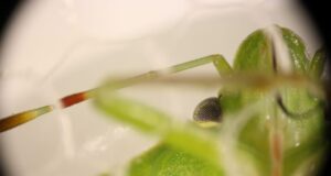La saliva de la chinche verde, clave en el daño a la semilla de soja