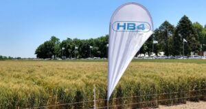 Posición pública de Aapresid en referencia al evento HB4 en trigo
