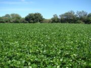 Vinculan el cambio de uso de suelo a pérdidas de carbono orgánico
