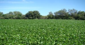 Vinculan el cambio de uso de suelo a pérdidas de carbono orgánico