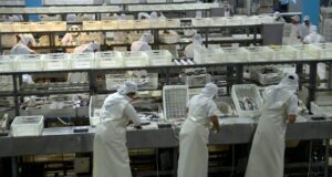 La actividad pesquera y agropecuaria apuntaló la mejora de los indicadores de la economía