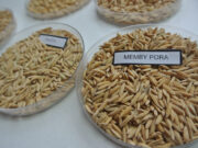 Investigadores del INTA obtuvieron un nuevo grano de arroz largo fino