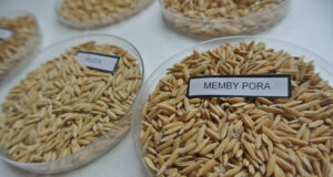 Investigadores del INTA obtuvieron un nuevo grano de arroz largo fino