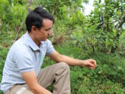 Maní forrajero para fijar nitrógeno y mejorar la fertilidad del suelo