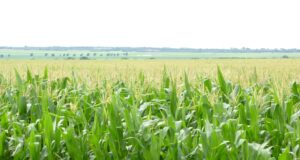 El ingreso de divisas del agro en enero tiene obstáculos en el camino