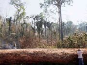 La deforestación del Amazonas alcanza el máximo de los últimos 12 años