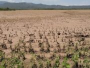 Declararon la emergencia agropecuaria en dos departamentos de Salta