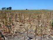 Agricultura declara la emergencia agropecuaria en Santiago del Estero