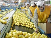 Las exportaciones de limones a EE.UU. crecen casi 45%