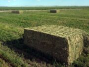Empresa santiagueña comenzó a exportar alfalfa a Arabia Saudita