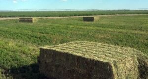 Empresa santiagueña comenzó a exportar alfalfa a Arabia Saudita