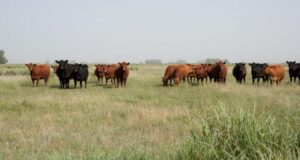 Japón podría habilitar el ingreso de carnes argentinas de zonas libres de aftosa