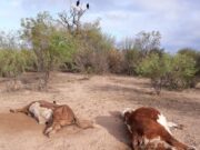 Un mes sin agua: culpan al intendente de Beazley por la muerte de animales