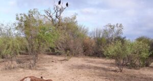 Un mes sin agua: culpan al intendente de Beazley por la muerte de animales