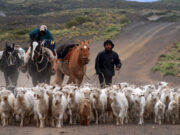 Comercialización conjunta de chivos del norte neuquino