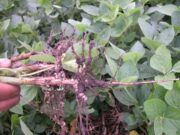 Manejo adecuado de productos biológicos para la nutrición vegetal