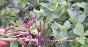 Manejo adecuado de productos biológicos para la nutrición vegetal