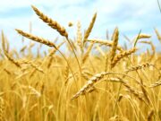 Habrá 3 millones toneladas menos de trigo que el año pasado