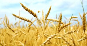 Habrá 3 millones toneladas menos de trigo que el año pasado