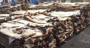 Chubut: certificación de la primera exportación de 100 toneladas de cueros bovinos a China