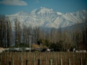 Declaran la emergencia agropecuaria en Mendoza por heladas
