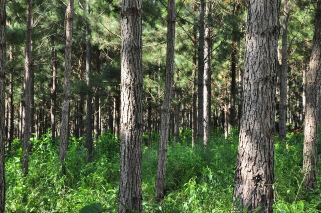 30 - 12 - forestación