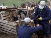 San Luis: realizaron muestreos caprinos para la detección de brucelosis