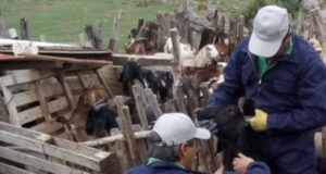 San Luis: realizaron muestreos caprinos para la detección de brucelosis