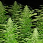 Get cannabis Foto 2