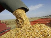 Fuerte rechazo de las entidades agropecuarias al cierre de las exportaciones de maíz