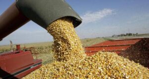 Fuerte rechazo de las entidades agropecuarias al cierre de las exportaciones de maíz