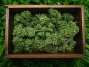 “Estudiar el Cannabis es promover el derecho a la salud”