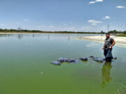 Comenzó en San Luis la siembra de peces para reducir la población de mosquitos transmisores del dengue
