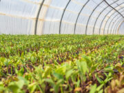 San Luis participó del 1º Encuentro del Programa de Buenas Prácticas Agrícolas en el sector frutihortícola