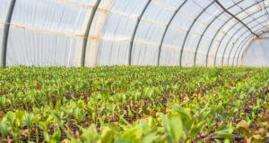 San Luis participó del 1º Encuentro del Programa de Buenas Prácticas Agrícolas en el sector frutihortícola