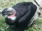 Después de 9 años, un cóndor andino regresa a San Luis tras cumplir un rol clave en la conservación de la especie