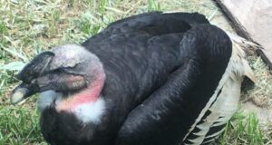 Después de 9 años, un cóndor andino regresa a San Luis tras cumplir un rol clave en la conservación de la especie