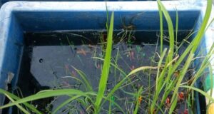 Las inundaciones extienden el período en que emergen las malezas